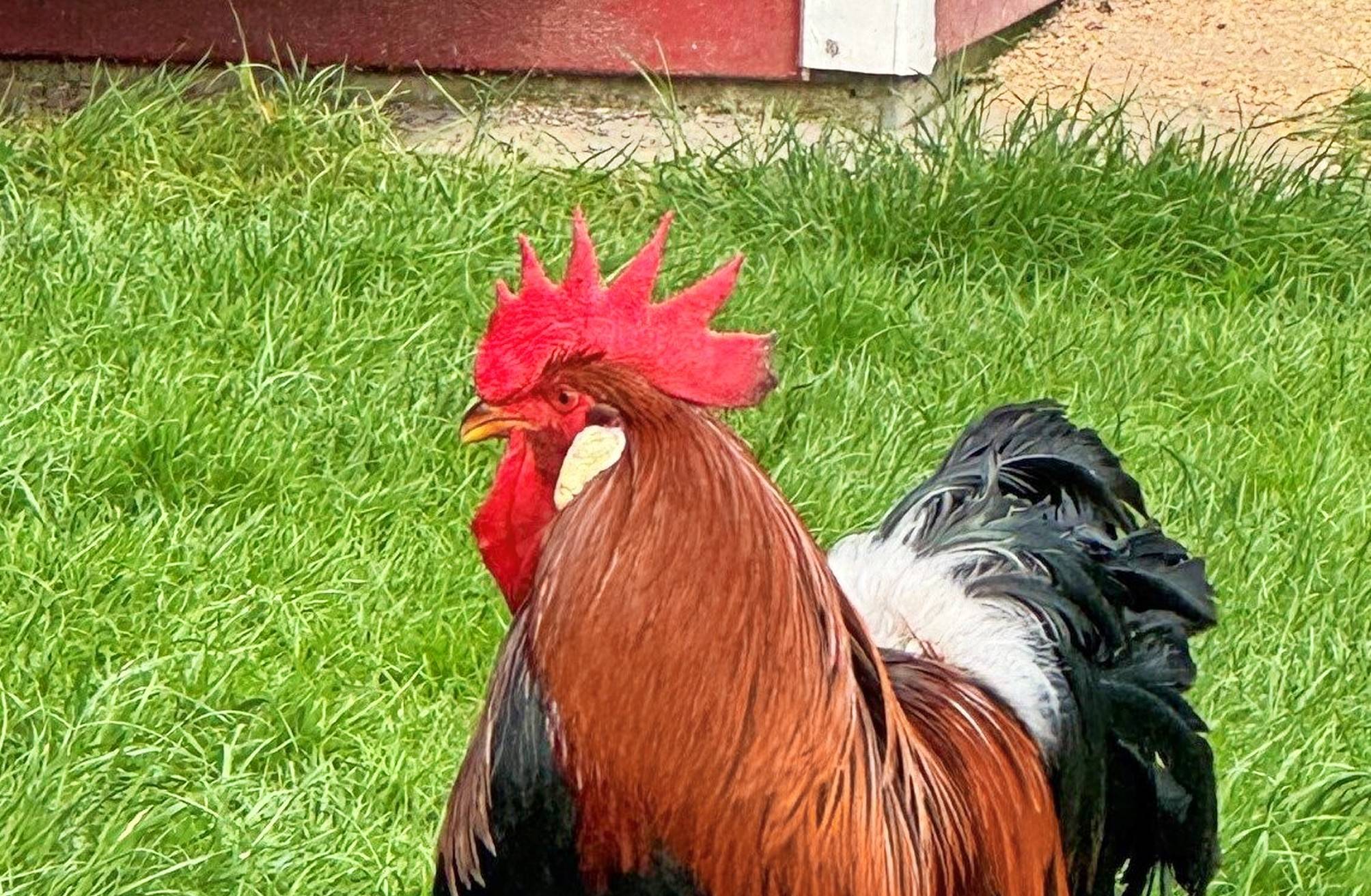 Auf dem Gelände können Besucher zahlreiche seltene Hühnerrassen, Enten, Gänse und weiteres Geflügel aus nächster Nähe erleben.  