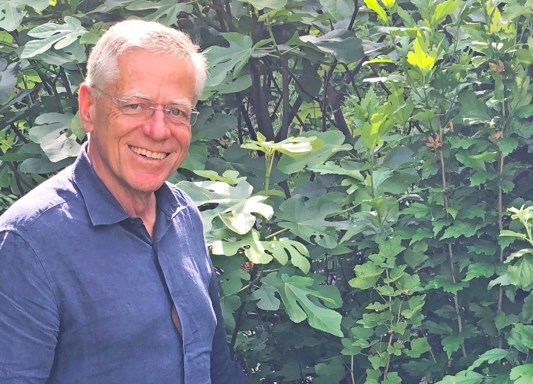 Die Johannisbeeren werden allmählich rot.