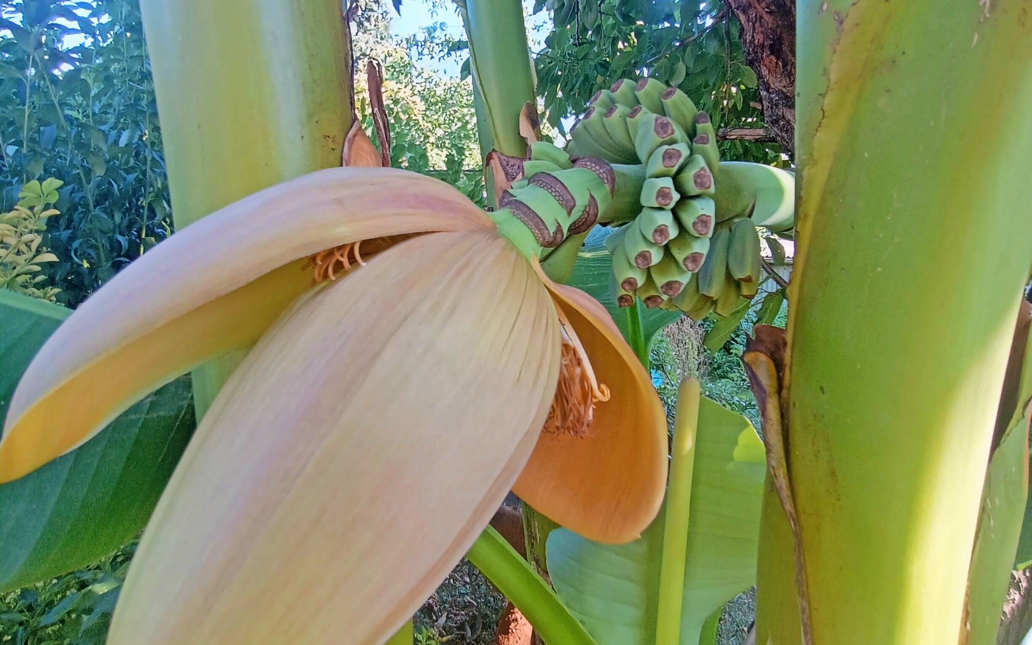  Die Doldenblätter öffnen sich immer mehr und darunter sieht man die eigentliche Blüte. Nach dem Abfallen der beiden Blätter beginnen sich die nächsten Blätter zu öffnen und so geht es immer weiter.  