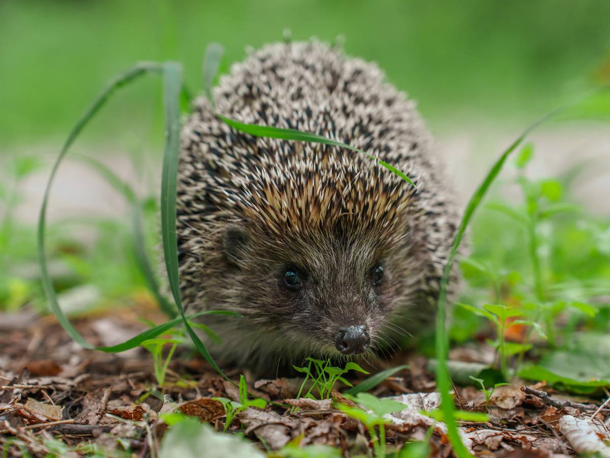 Wie Gartenbesitzer Igeln helfen können