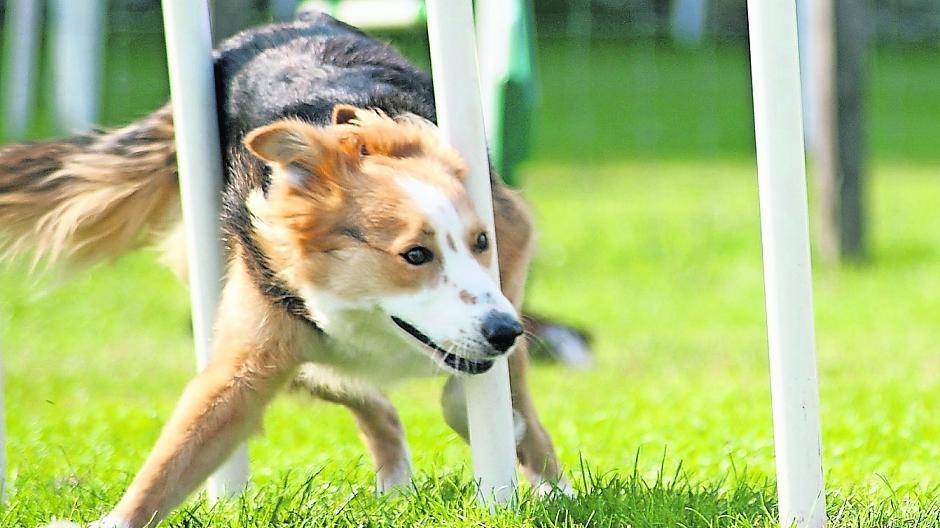  Ein Fun-Parcours für Hunde gehört in diesem Jahr zum vielfältigen und tollen Programm des Rheinischen Tiertags. 