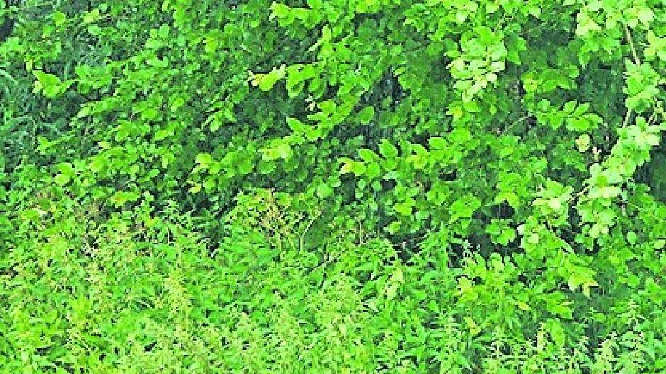  Brennnesseln und Disteln wuchern wild — und machen auch vor Grundstückszäunen keinen Halt. 