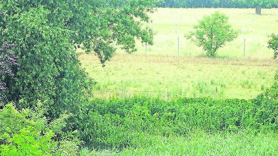  Hinter dem Weiher ist die Wiese des ehemaligen Damwildgeheges zu sehen, das der Umgehungsstraße geopfert werden musste. Die Baumreihe im Hintergrund konnte nur durch das mutige Einschreiten von Angelika Schmidt vor der unnützen Rodung bewahrt werden.  