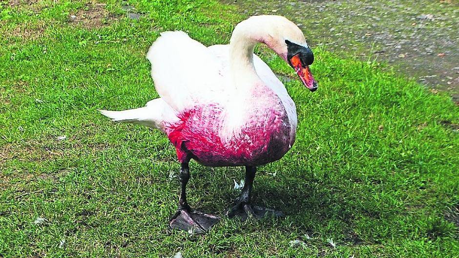 Drama um verletzten Schwan: Ganze Familie war in Gefahr
