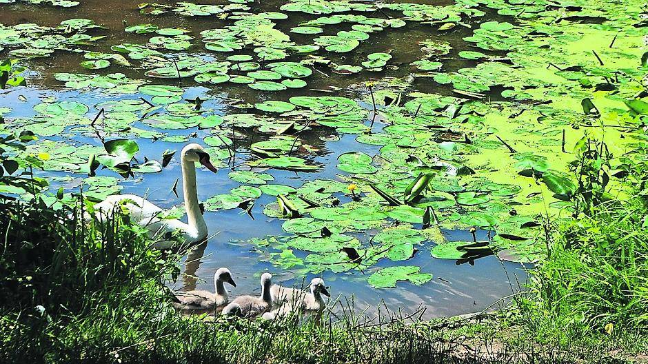 Drama um verletzten Schwan: Ganze Familie war in Gefahr