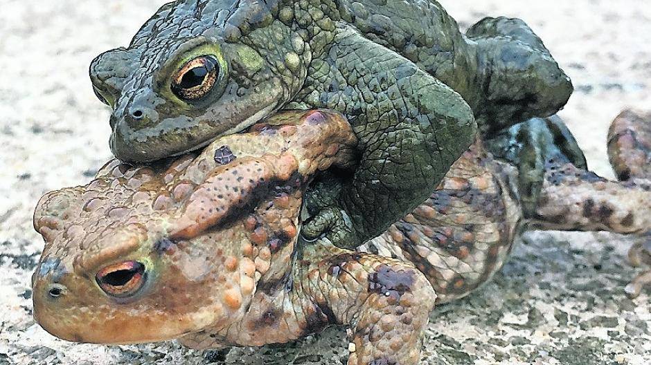 Molche, Frösche, Kröten: Drei Wochen zu früh unterwegs