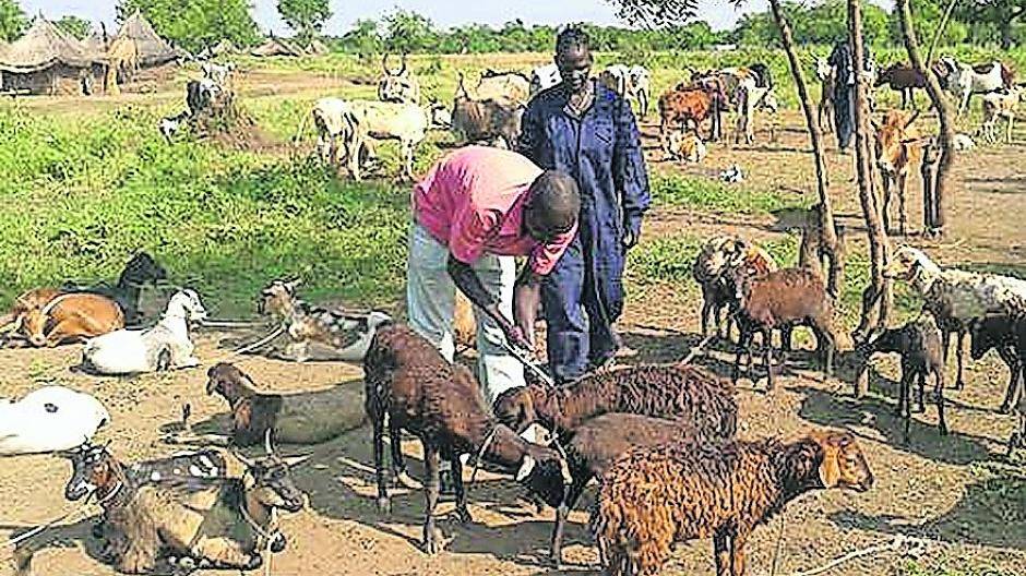 Mit „Fiffis“ Impfung den Hirten in Äthiopien die Zukunft sichern