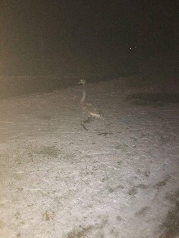 Geglückte Rettungsaktion: Schwan entlaufen