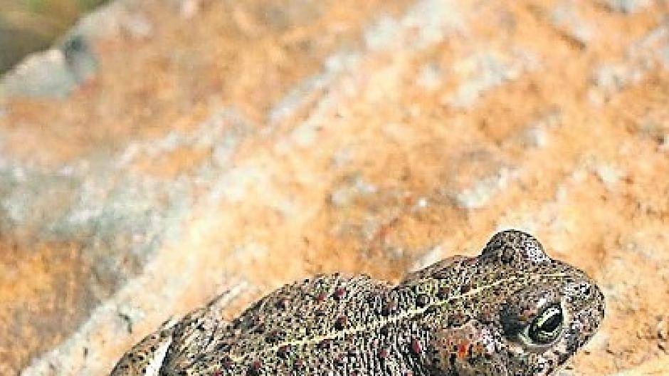 Bilanz fürs abgelaufene Jahr fällt positiv aus: Vielfalt nimmt weiter zu: Ringelnatter und Drosselrohrsänger: Lebensraum für geschützte Arten