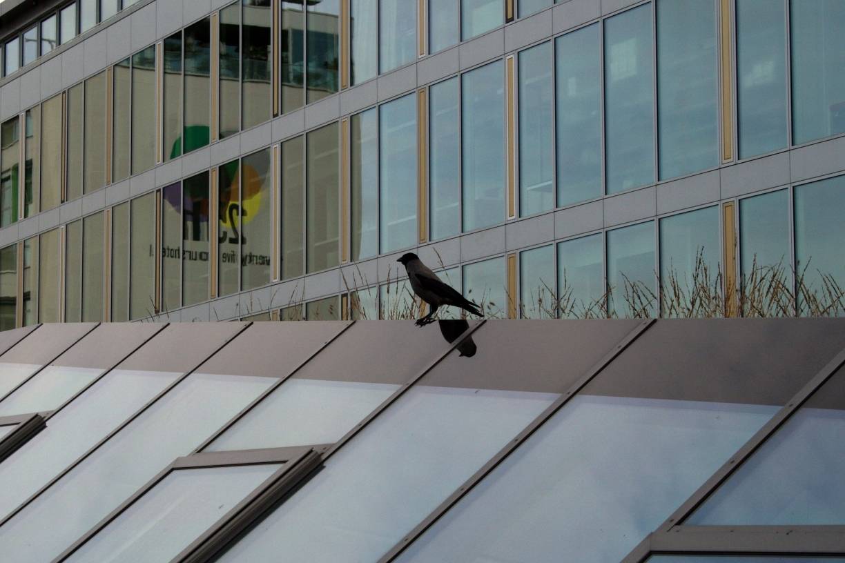 Pilotprojekt: So sollen Jüchens Vögel in Zukunft sicherer fliegen