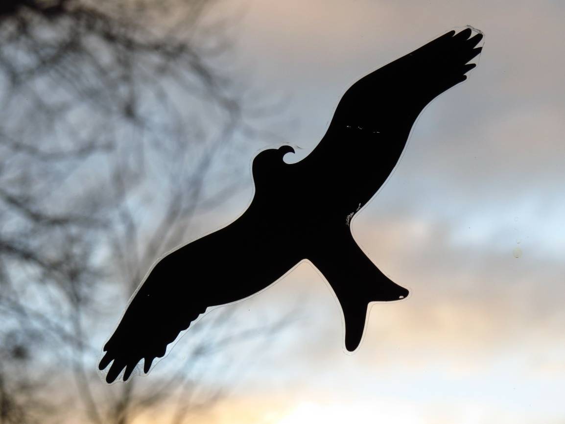  Der BUND und die BUNDSpechte wollen Bushaltestellen vogelsicher machen. 
