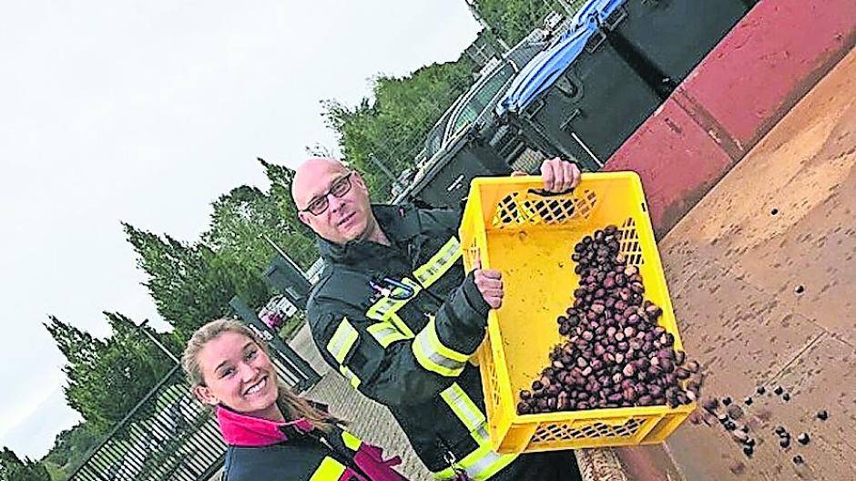  Diesmal kann Jill beckert die Kastanien in einem großen Container sammeln ,.. 