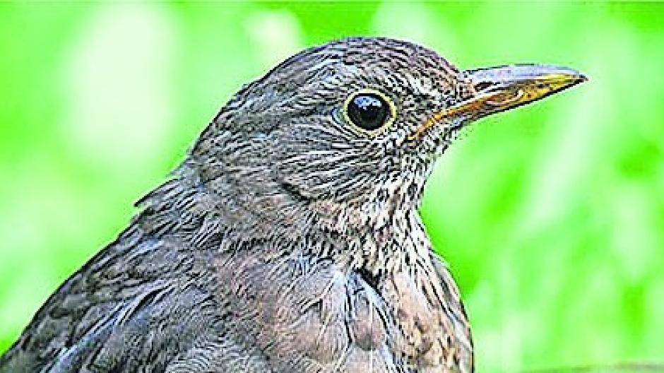  Die Amsel-Foto stammt vom „NABU“. 