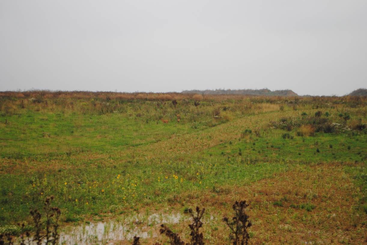 Zahme Rehe, wachender Bussard und Kohle
