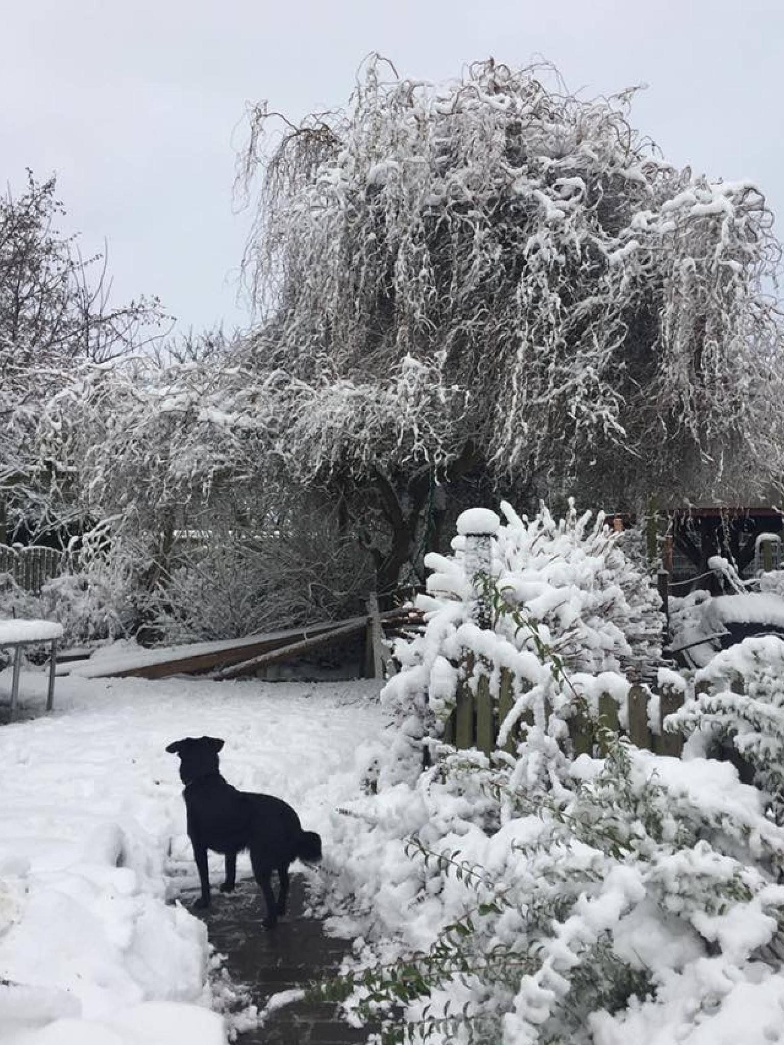 Auch Hunde lieben Schnee! Danke an Claudia...
