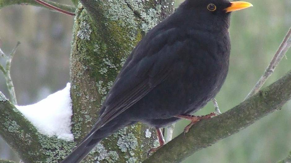  Vom 5. bis 7. Januar ist wieder die „Stunde der Wintervögel“. 
