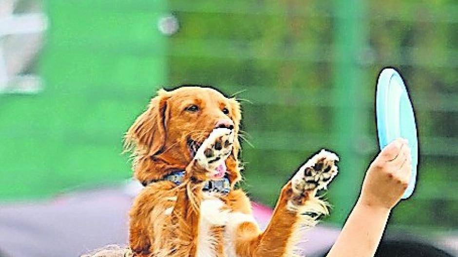 Vierbeinige Leistungssportler im National-Dress: Dog-Frisbee!