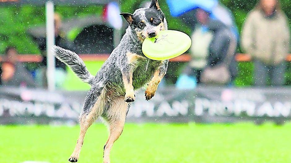 Vierbeinige Leistungssportler im National-Dress: Dog-Frisbee!