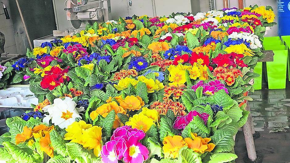  An diesem Wochenenden kommen auch zwei Blumenhändler in die Stadt. Und bringen den Frühlig mit ...  