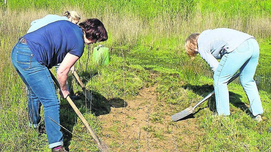 Immer feuchte Lehmkuhlen als Willkommensgruß für die Schwalben