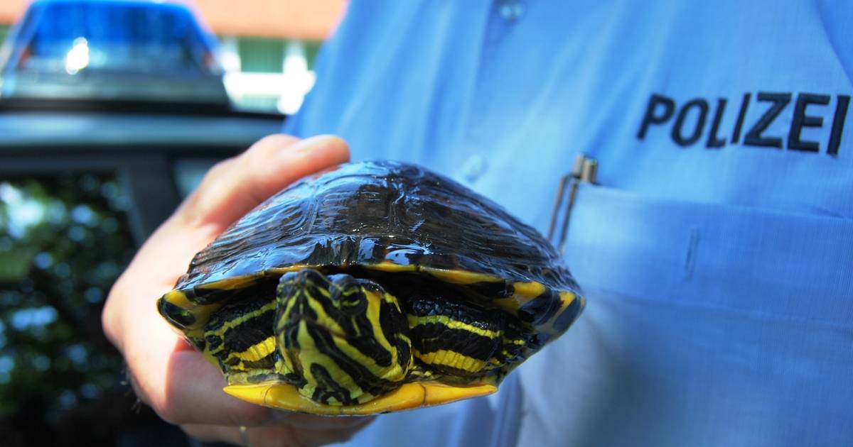Wer vermisst seine Gelbbauch-Schmuckschildkröte?