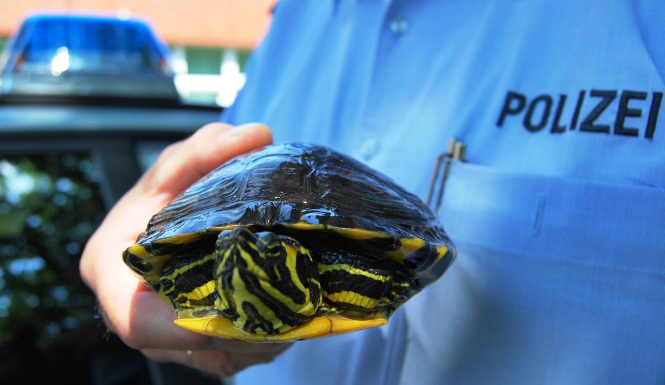 Wer vermisst seine Gelbbauch-Schmuckschildkröte?