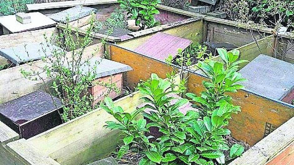 „Igelmutter“ Lempka in Not: 180 stachelige Gäste im Jahr