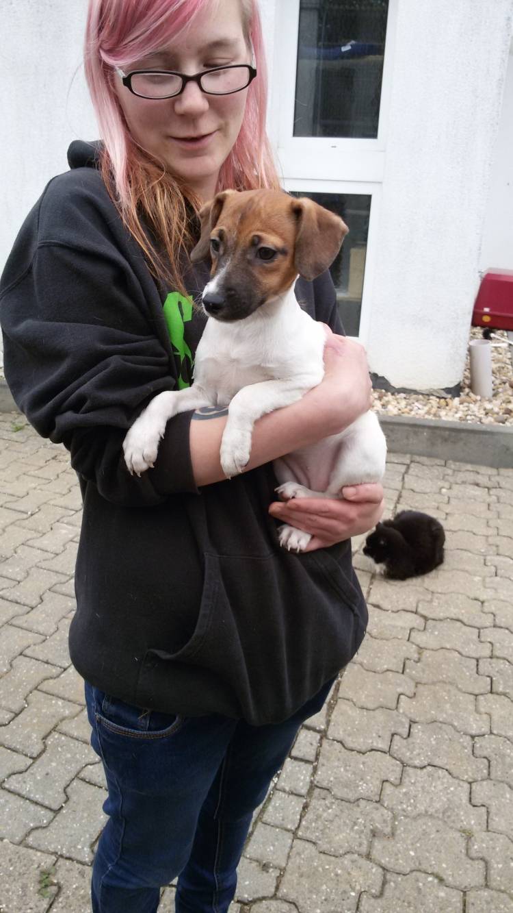 Neun Hundewelpen aus Keller gerettet