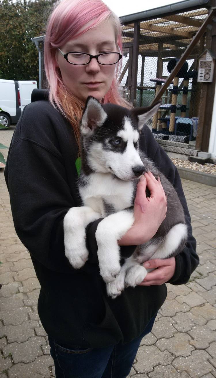 Neun Hundewelpen aus Kellerhaltung gerettet