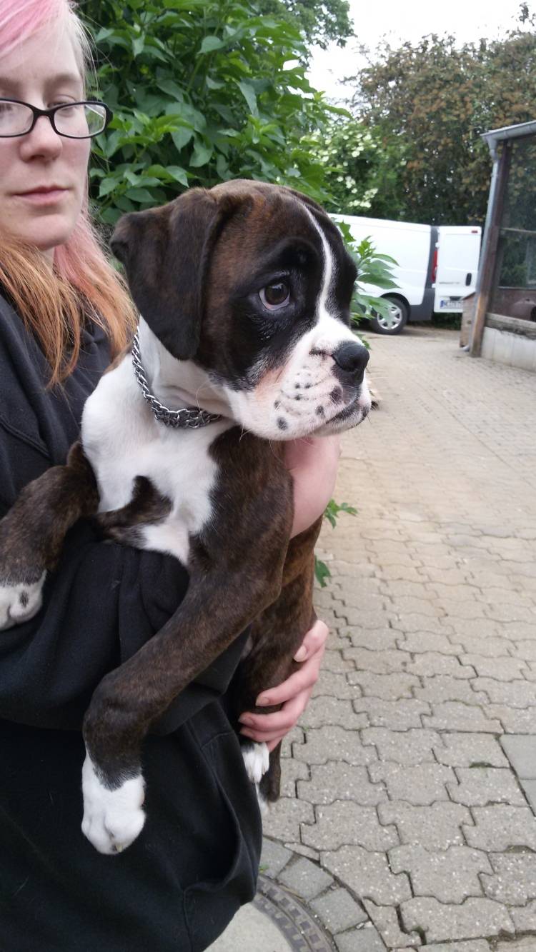 Neun Hundewelpen aus Keller gerettet