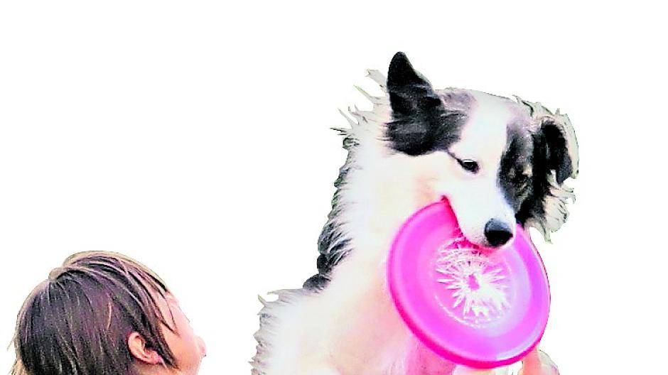 Ein unglaubliches Dog-Frisbee-Turnier mit internatioler Beteiligung: Frank Funke lädt wieder zur großen Meisterschaft der fliegenden Hunde