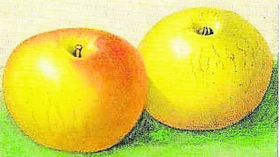  „Deegers Renette“ in der Zeichnung aus den 20er Jahren. 