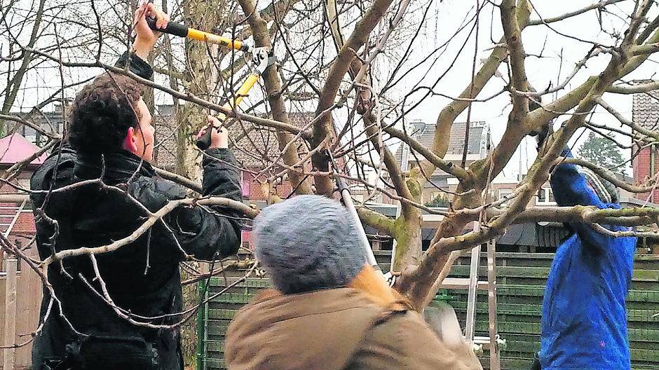  Mittlerweile schneiden die BUNDSpechte schon ganz routiniert die Obstbäume, hier auf dem Gierather Schulhof. 