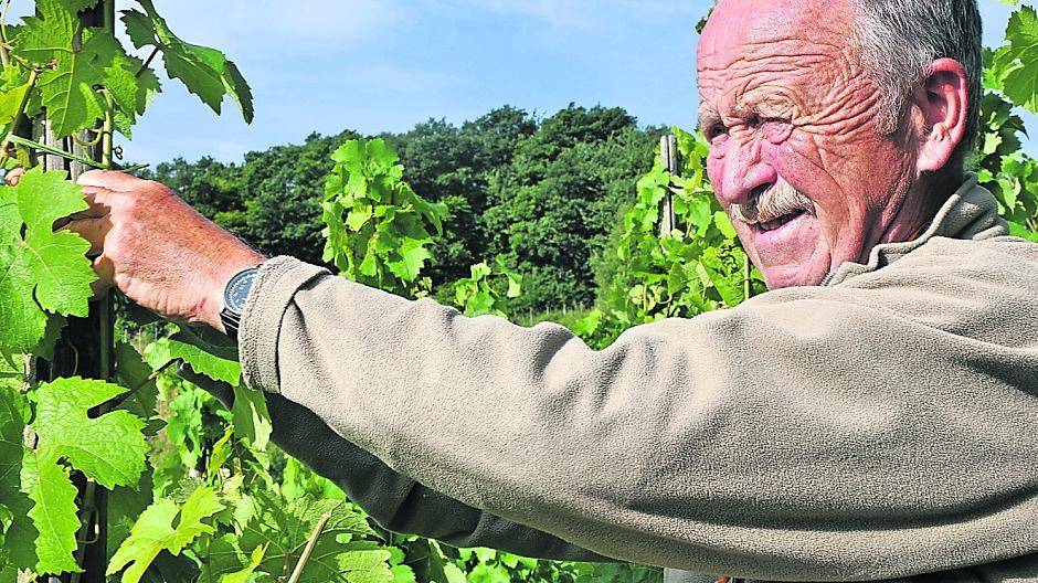 Weltenbummler Schelhaas ist auch echter Mosel-Winzer