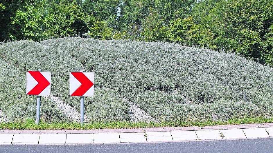 Lavendel — zwischen Blüten und Holz