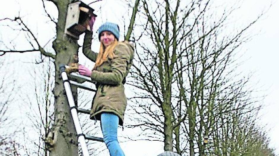 BUNDSpechte empfehlen Meisen Miniermotten zum Frühstück