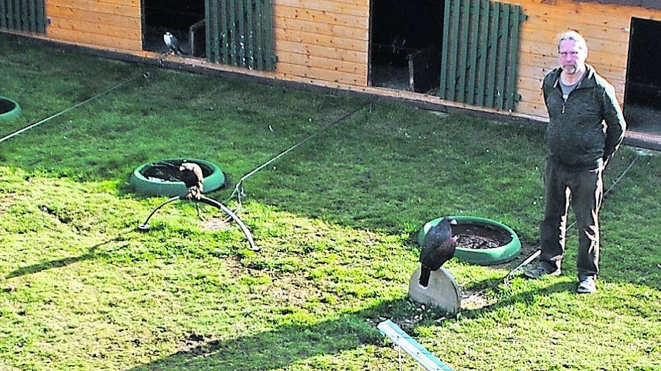  Horst Brings in seinem Garten. Mit seinen Prachtstücken verbringt er gerne viel Zeit. 