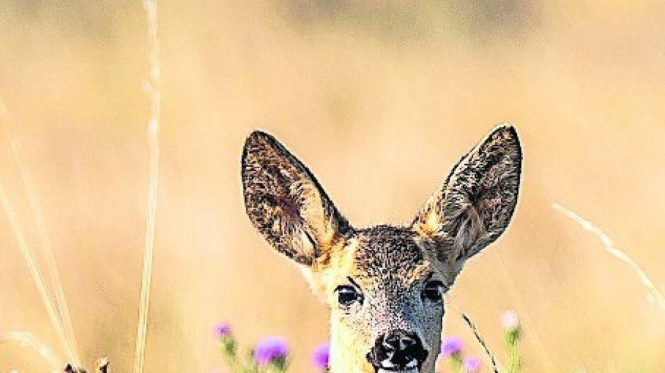  Rekultivierungsgebiete bieten laut Zimmer ideale Rahmenbedingungen für die Rehe: „Große Flächen, gute Verstecke, viel Nahrung, wenige Wirtschaftswege, keine Autos.“ 