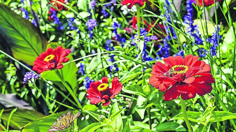  Wenn es um Insekten- und Artenschutz geht, habe das nicht immer mit bunt blühenden Wiesen zu tun, macht Dezernent Florian Herpel deutlich. Vielmehr gehe es auch um Brachflächen und unbefestigte Wege mit eifrigem Bewuchs am Rand, um Dinge also, die von den Bürgern dann schnell als „unordentlich“ empfunden würden. 