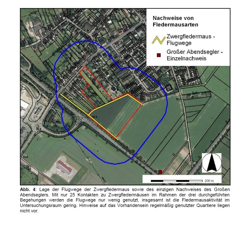 Von Mehlschwaben, Fledermäusen und unzufriedenen Eigentümern