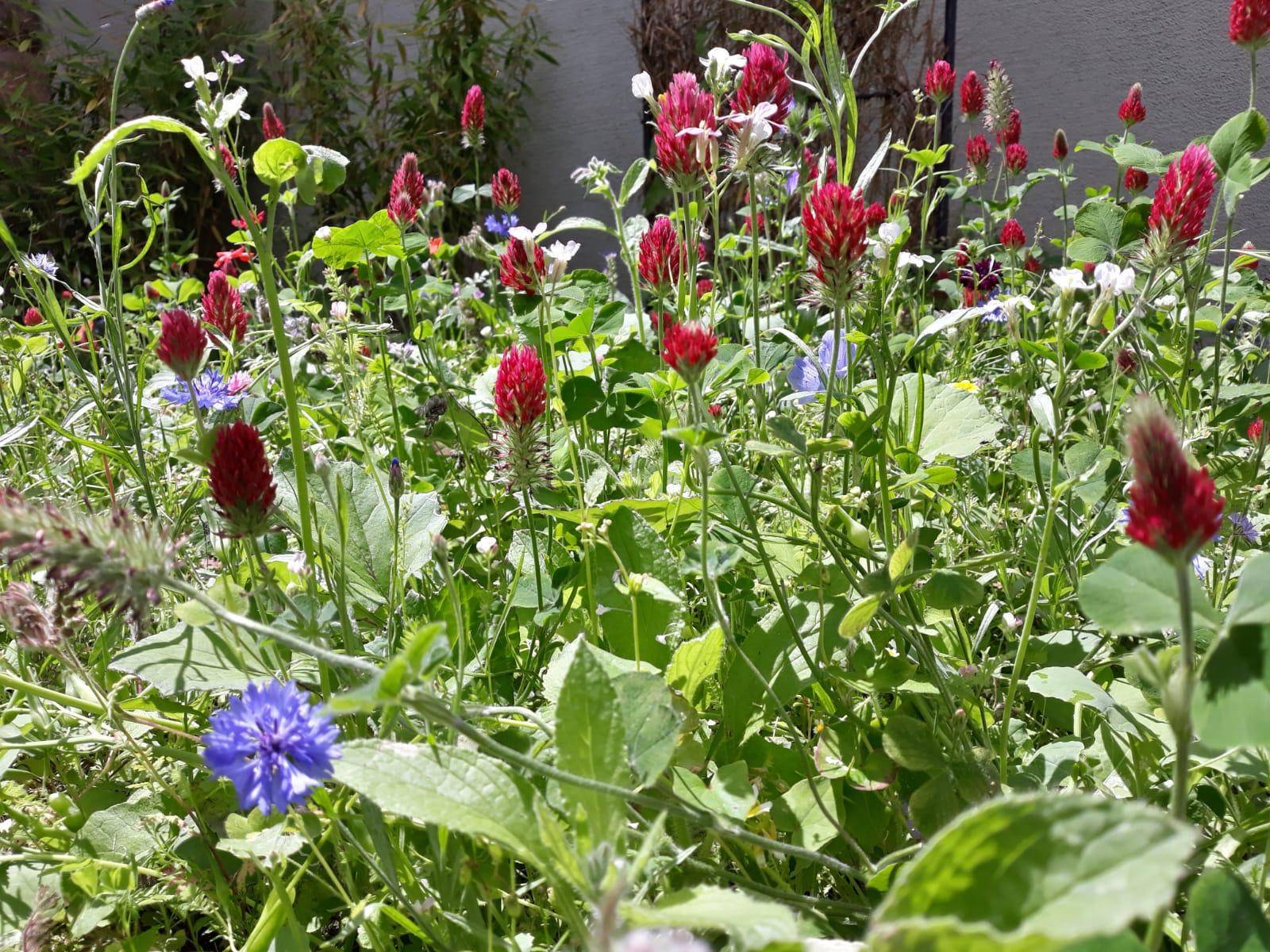 Wildblumen locken Insekten. Und die Vögel und viel Getier!Wo es im Jüchener Stadtgebiet nun überall aufblühen soll