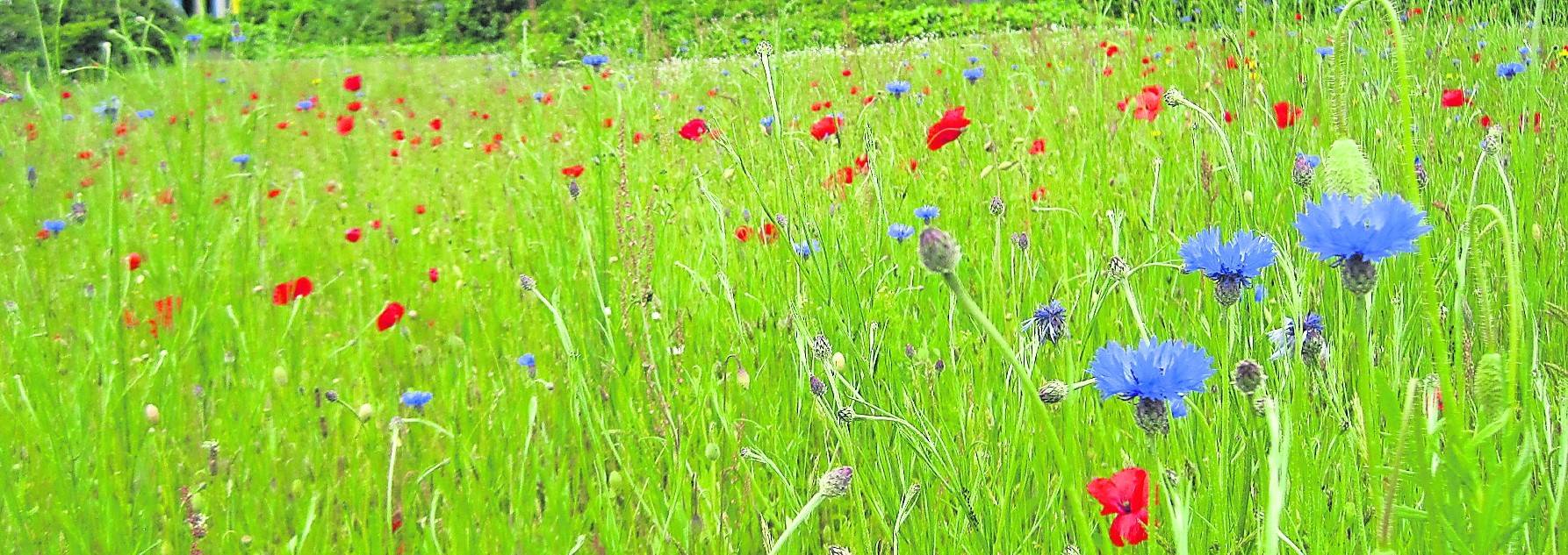 Insektenfreundliche Wiesen