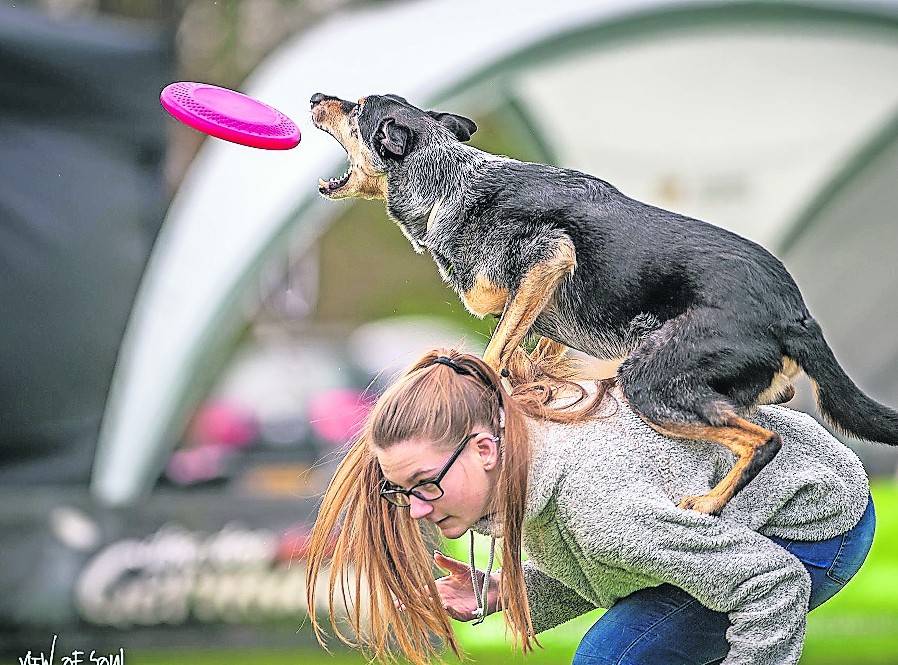  Alina Funke und Australien-Kelpie „Spike“ aus Wevelinghoven waren bereits Junioren Vize Europameister im Freestyle und 2017 Weltmeister in der Disziplin „Fetch it Far“.  