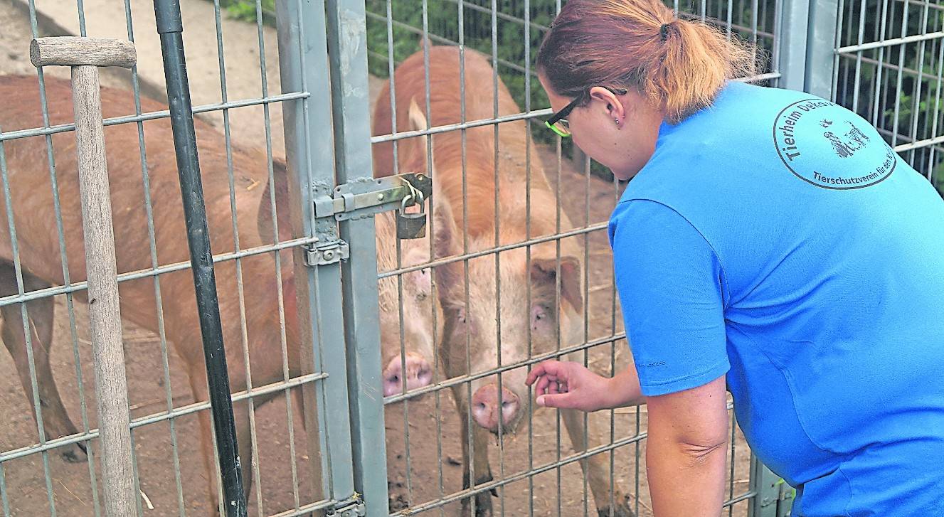   „So sehen Schweine aus, wenn sie gesund sind“, lautete der Kommentar auf die Bemerkung, noch nie so schlanke Schweine gesehen zu haben.  