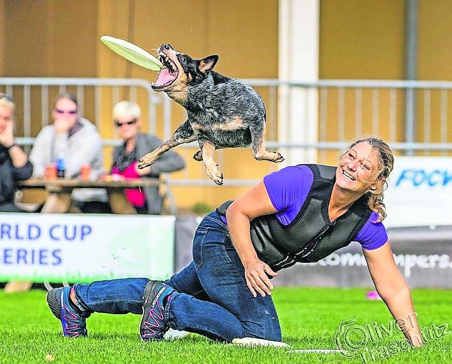 Fliegende Hunde auf der Jagd nach Frisbee-Scheiben