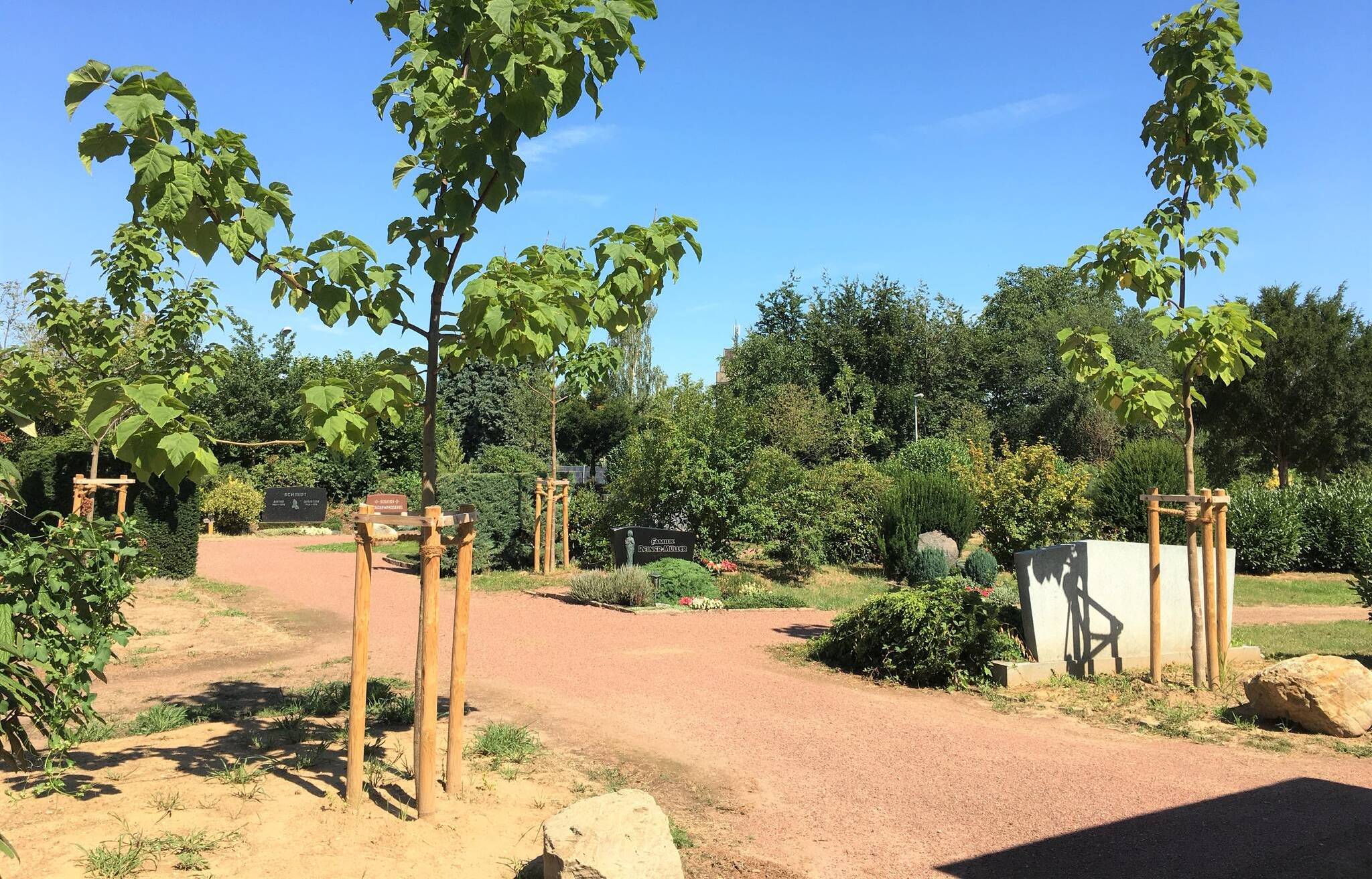  Vier in diesem Frühjahr gepflanzte Blauglockenbäume hinter der Trauerhalle auf dem Wevelinghovener Friedhof.  