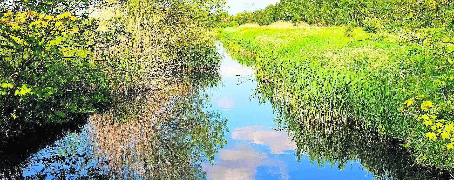 Wer Teiche oder Bäche anzapft, gefährdet Tiere und Pflanzen