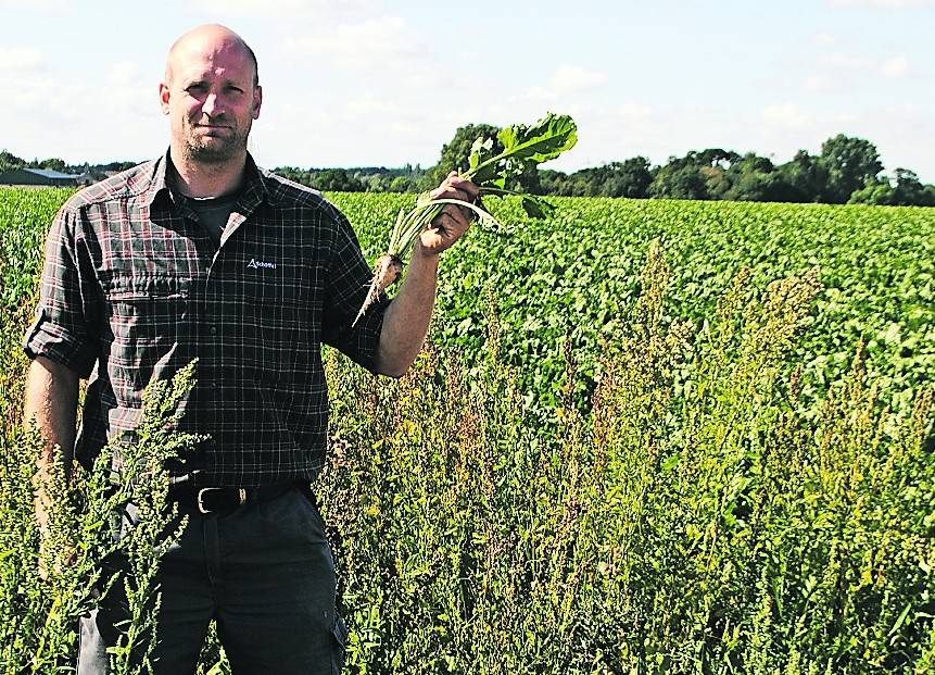 Landwirt Dirk Klaßen im unbehandelten Zuckerrüben-Feld. Dahinter ist das behandelte Zuckerrüben-Feld. <![CDATA[]]>