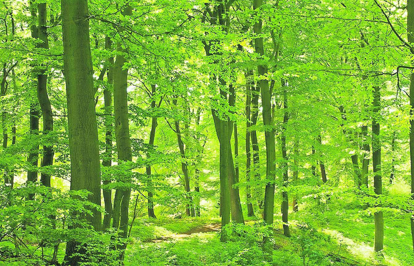 Der „Hambacher Forst“ – ein wichtiges Thema, nicht nur für Bürgermeister Klaus Krützen, SPD-Kreis-Fraktions-Chef Rainer Thiel und Bürgermeister Harald Zillikens. <![CDATA[]]>