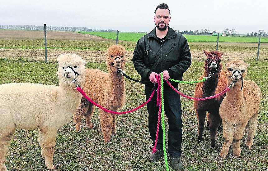 Marvin Schumacher im Kreise seiner vier Alpakas. Jedes hat seinen eigenen Charakter und hält den jungen Mann auf Trab.Unter „Dreamland Alpakas“ finden sich die Tiere auch bei Instagram. <![CDATA[]]>